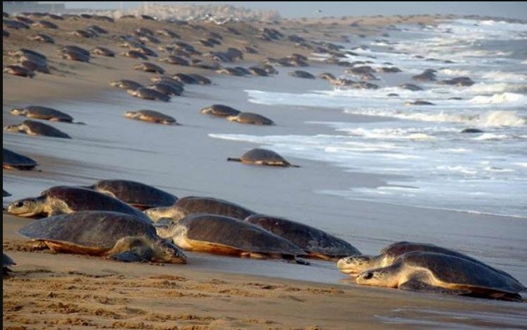 Gahirmatha Beach, , Odisha - Vushii.com Gahirmatha Beach, , Odisha - Vushii.com